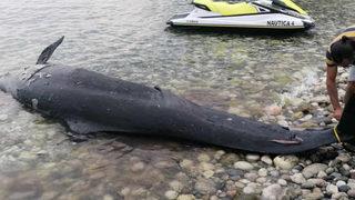 İlk kez görüldü! Antalya’da yalancı katil balina ölüsü kıyıya vurdu