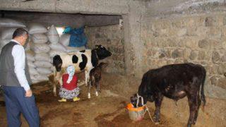 12 yılda 5 kıtayı gezdiler! İneklerini satarak dünya turu yapan çift 37 ülke ve 86 şehir gezdi