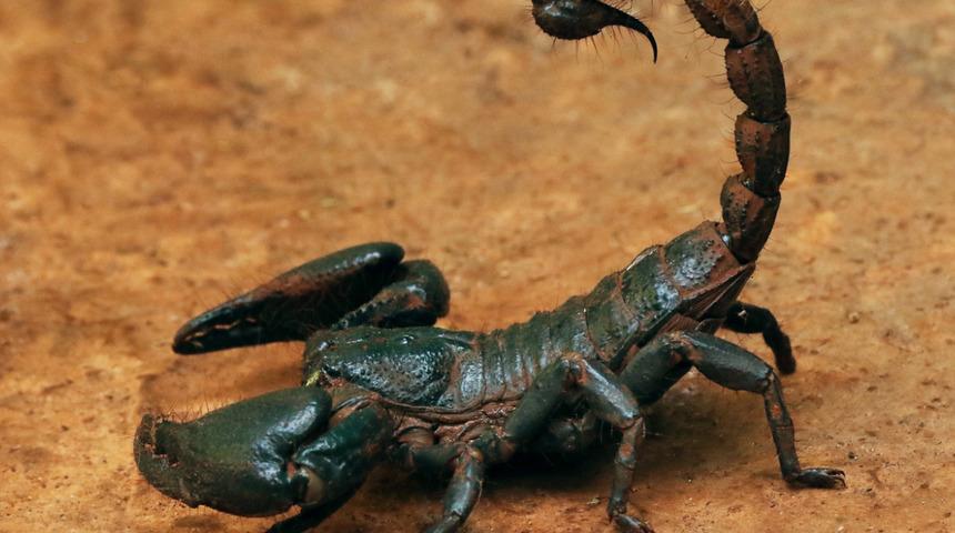 Bilim insanlarından dikkat çeken çalışma: Ölümcül akrep zehri koronavirüs tedavisinde kullanılabilir