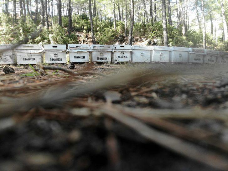 Muğla'da taşımayla kurulan "basralı çam alanları"nda sezonun ilk bal hasadı yapıldı G1