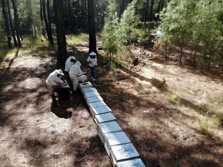 Muğla'da taşımayla kurulan "basralı çam alanları"nda sezonun ilk bal hasadı yapıldı G2
