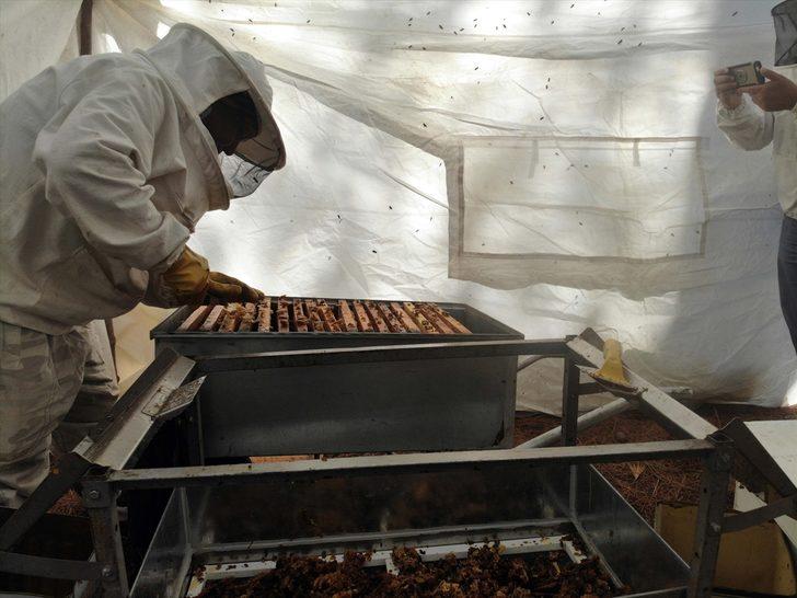 Muğla'da taşımayla kurulan "basralı çam alanları"nda sezonun ilk bal hasadı yapıldı G4