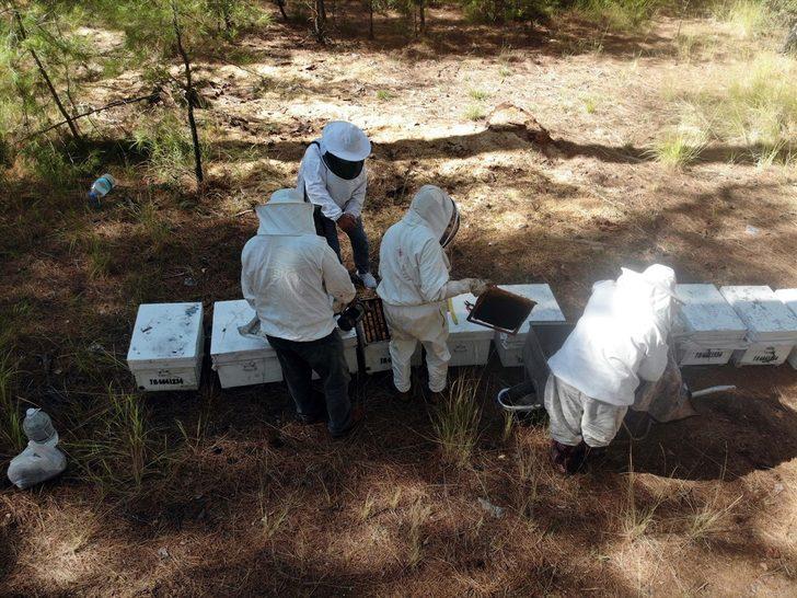 Muğla'da taşımayla kurulan "basralı çam alanları"nda sezonun ilk bal hasadı yapıldı G3