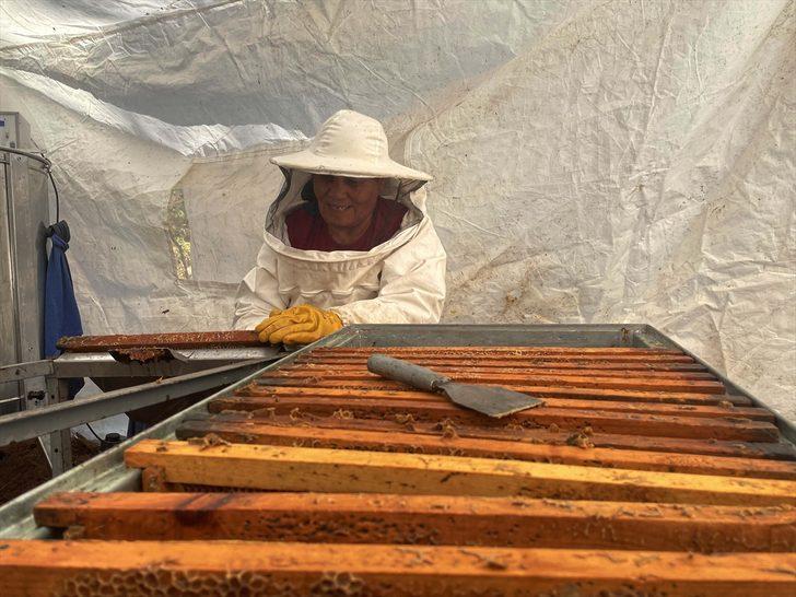 Muğla'da taşımayla kurulan "basralı çam alanları"nda sezonun ilk bal hasadı yapıldı G5