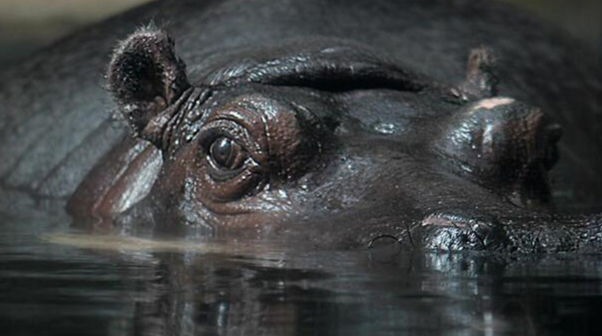 Amerika Birleşik Devletleri’nde dikkat çeken karar! Pablo Escobar’ın su aygırları insan olarak kabul edildi