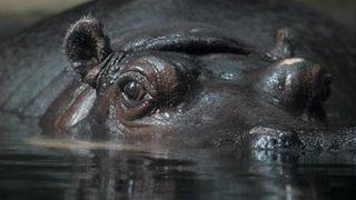 Amerika Birleşik Devletleri’nde dikkat çeken karar! Pablo Escobar’ın su aygırları insan olarak kabul edildi