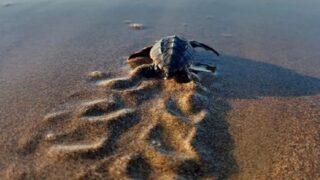 Yavru carettaların yaşam mücadelesi; sadece binde 2'si hayatta kalıyor