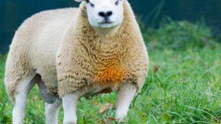 Herkes onu tanıyor! Dünyanın en pahalı koyunu Double Diamond’ın fiyatı rezidansla yarışıyor