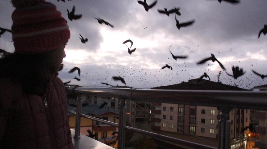 Ardahan'ın karga kâbusu geri döndü, vatandaşlar tedirgin! 