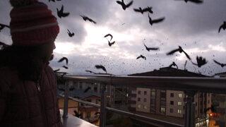 Ardahan'ın karga kâbusu geri döndü, vatandaşlar tedirgin! 