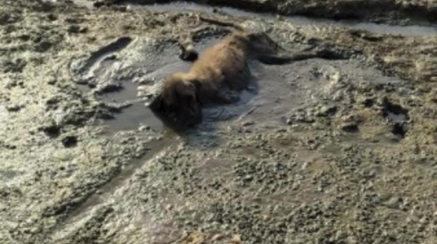 Can çekişirken bulundu! Kurtarmak için seferber oldular