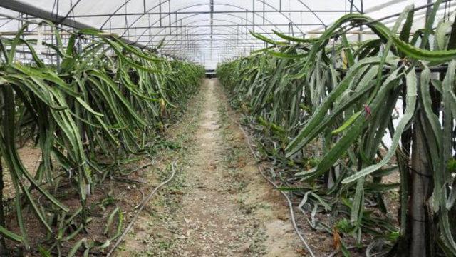 Kilosu 40 lirayı buluyor! Bahçelerini bozarak, ejder meyvesi yetiştirmeye başladılar