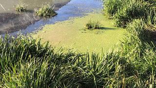 Yeşilırmak'ta zehir saçan yeşillik! ''Çok tehlikeli''