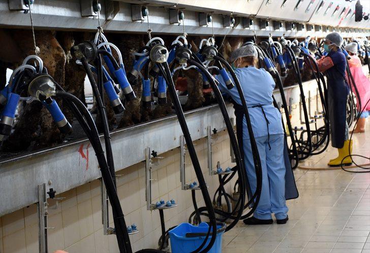 Bursa'da üretilen sütün 4'te biri hastalıktan ari işletmelerden elde ediliyor G1