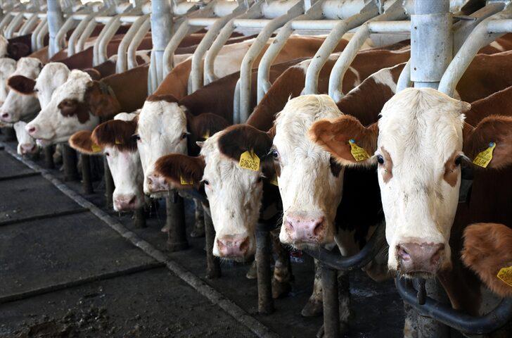 Bursa'da üretilen sütün 4'te biri hastalıktan ari işletmelerden elde ediliyor G2
