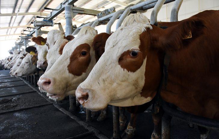 Bursa'da üretilen sütün 4'te biri hastalıktan ari işletmelerden elde ediliyor G3