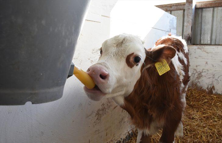Bursa'da üretilen sütün 4'te biri hastalıktan ari işletmelerden elde ediliyor G4