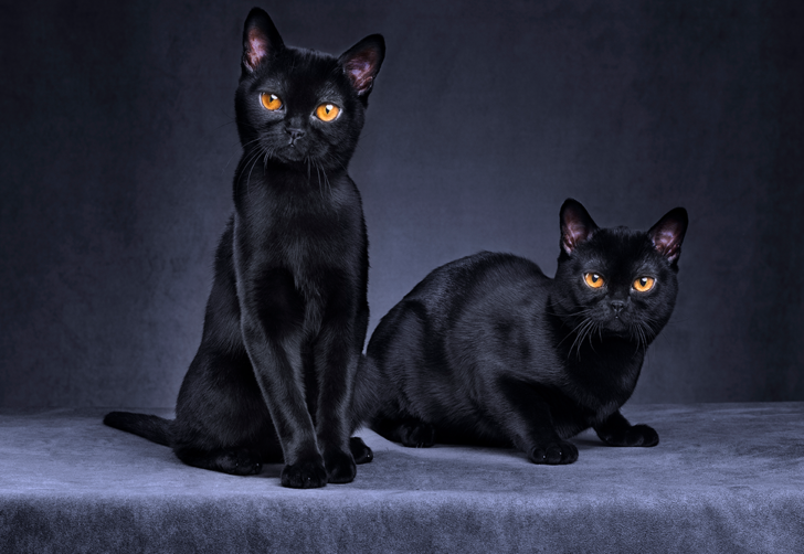 Kara kedilerin suçu yok! Uğursuzluk getirdiği inancı nereden geliyor?