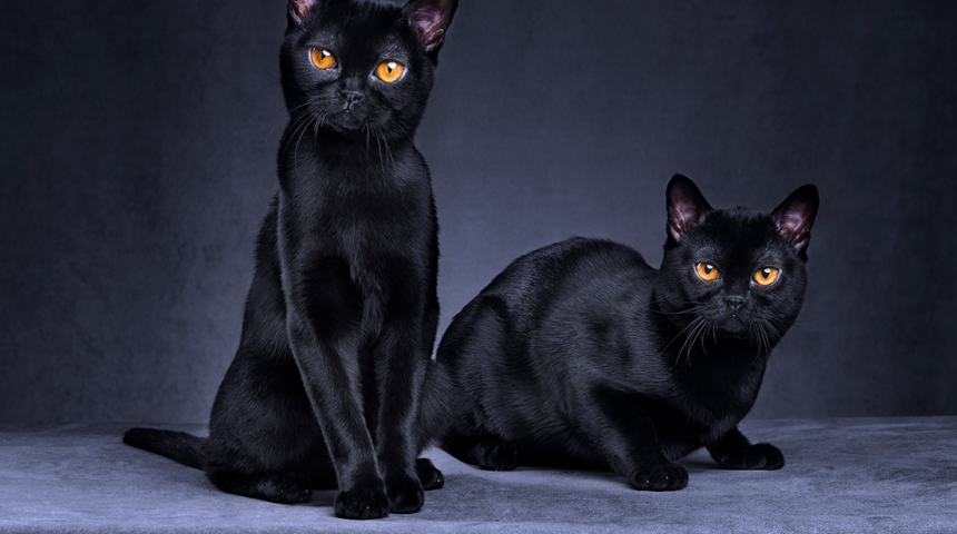 Kara kedilerin suçu yok! Uğursuzluk getirdiği inancı nereden geliyor?