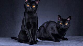 Kara kedilerin suçu yok! Uğursuzluk getirdiği inancı nereden geliyor?