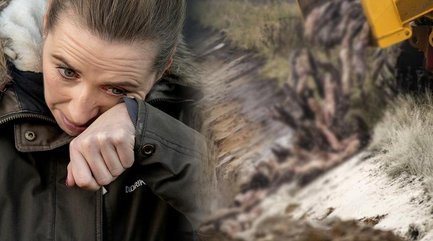 Danimarka'da "vizon itlafı" krizi: Başbakan Frederiksen hakim karşısına çıkabilir