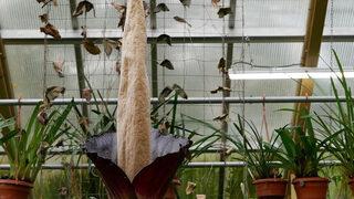 Penis bitkisi 24 yıl aradan sonra ilk kez çiçek açtı! Ziyaretçi akınına uğruyor