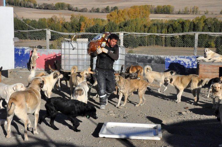 Kepçe operatörü kurduğu barınakla yüreğini 300 "can dost"a açtı G2