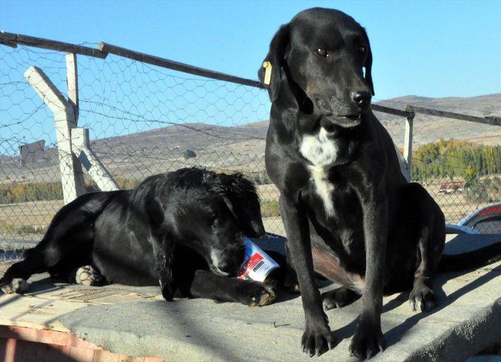 Kepçe operatörü kurduğu barınakla yüreğini 300 "can dost"a açtı G3