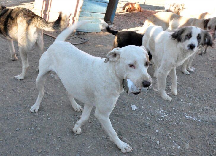 Kepçe operatörü kurduğu barınakla yüreğini 300 "can dost"a açtı G4