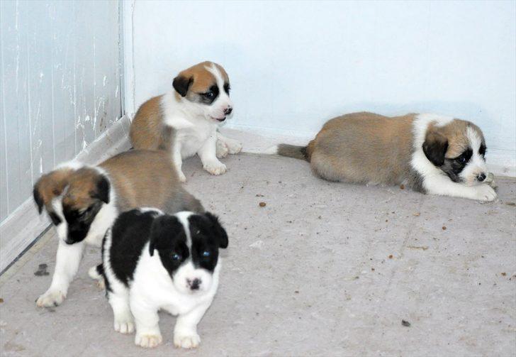 Kepçe operatörü kurduğu barınakla yüreğini 300 "can dost"a açtı G5