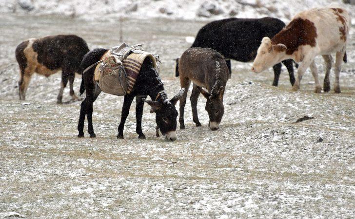 Kars ve Ardahan'da kar yağışı etkili oluyor G1