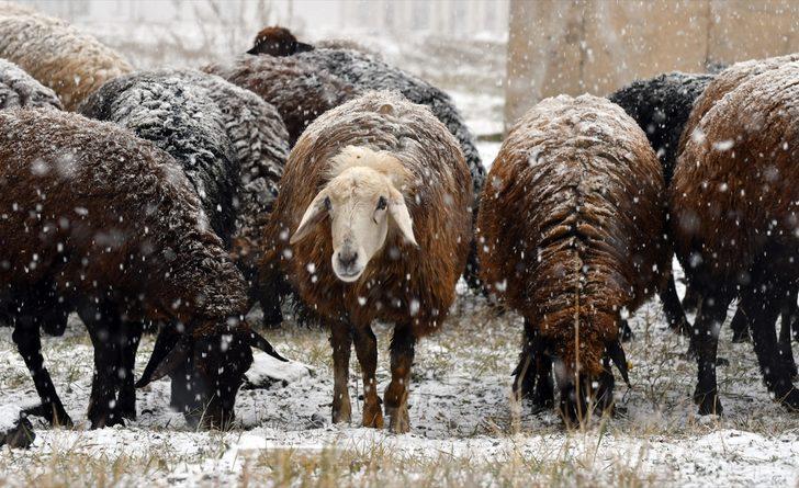 Kars ve Ardahan'da kar yağışı etkili oluyor G2