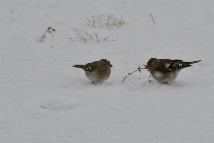 Kars ve Ardahan'da kar yağışı etkili oluyor G5