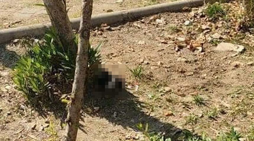 Vahşet! Ayakları kesilmiş halde &ouml;l&uuml; bulundular