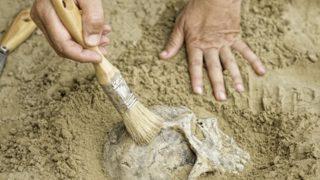 500 bin yıl önce yaşayan insan! Adı açıklandı