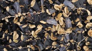 Patlıcan hırsızına şafak operasyonu! 20 bin TL değerinde