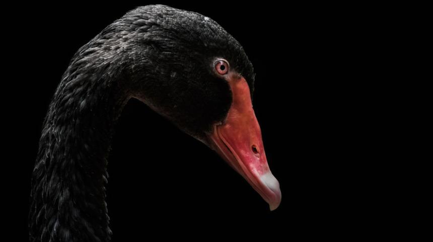 2025 yılına kadar daha az yiyin demişti! Kuzey Kore lideri Kim Jong-un'dan yeni talimat: Siyah kuğu yiyin