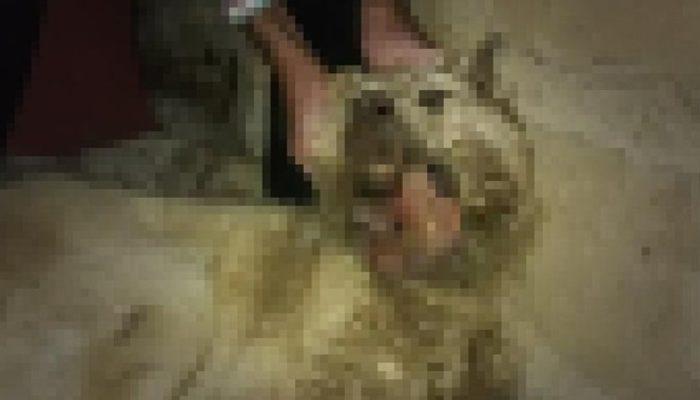 Vahşet! Amasya'da köpeğin çenesini keserle parçaladılar