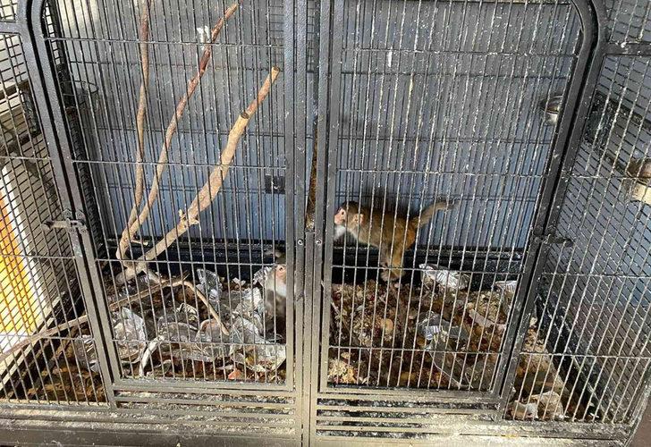 Konya’da beslenmesi yasak olan 2 maymun bulundu