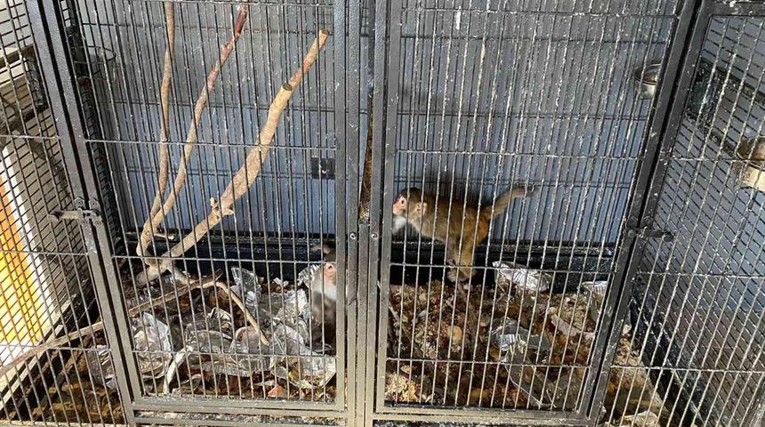 Konya’da beslenmesi yasak olan 2 maymun bulundu