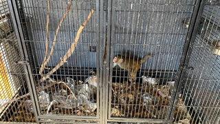 Konya’da beslenmesi yasak olan 2 maymun bulundu