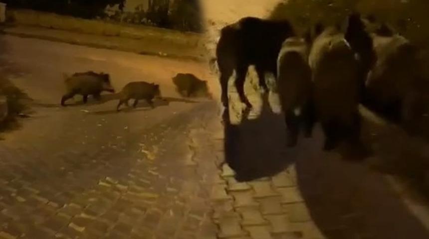 Bursa'da aç kalan domuz sürüsü şehre indi