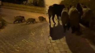 Bursa'da aç kalan domuz sürüsü şehre indi