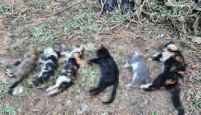 21 kedi zehirlenerek öldürüldü! Soruşturma başlatıldı