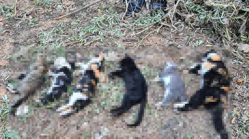 21 kedi zehirlenerek öldürüldü! Soruşturma başlatıldı