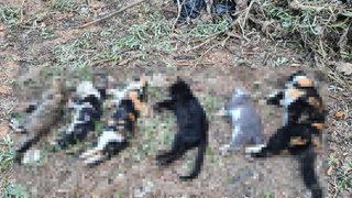 21 kedi zehirlenerek öldürüldü! Soruşturma başlatıldı