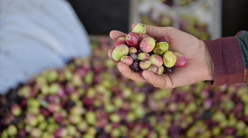 Yağmurlar zeytinciyi güldürdü