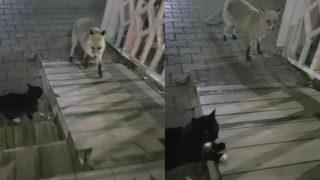 Sivas'ta gülümseten olay! Kedi ve tilki verilen ekmeği bir türlü bölüşemedi 