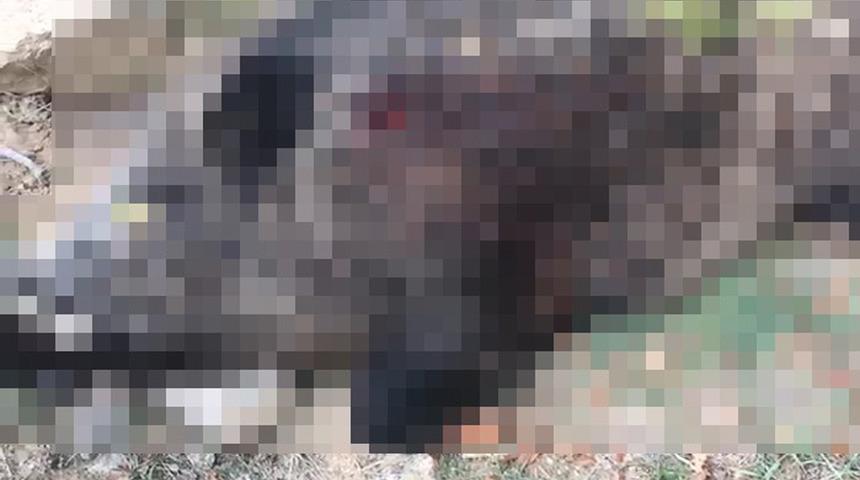 400 kiloluk domuzu avladılar, "Kesin haberlere çıkar" dediler