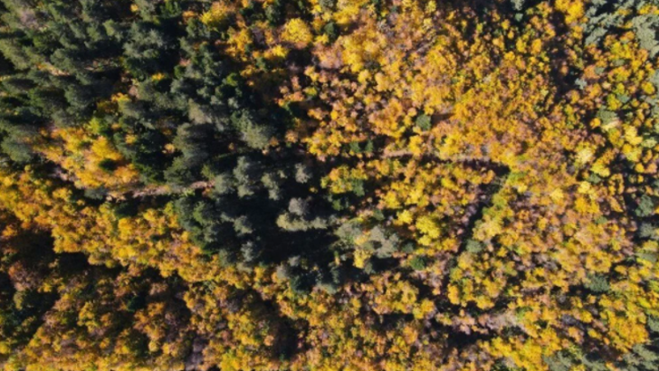 Küre Dağları’nda sonbahar esintisi! Renk cümbüşü yarattı G1